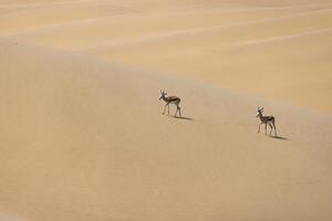 afbeelding van twee springbokken met hoorns in Aan een zand duin in namib woestijn in Namibië foto