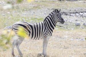 afbeelding van een zebra staand Aan breed grasland in Namibië foto