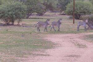 afbeelding van een groep van zebra's staand in de etosha nationaal park in Namibië foto