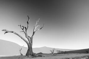 bw afbeelding van een dood boom in de deadvlei in de namib woestijn in de zacht avond licht zonder mensen foto