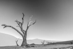 bw afbeelding van een dood boom in de deadvlei in de namib woestijn in de zacht avond licht zonder mensen foto