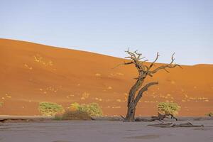 afbeelding van een dood boom in de deadvlei zout pan in de namib woestijn in voorkant van rood zand duinen in de ochtend- licht foto
