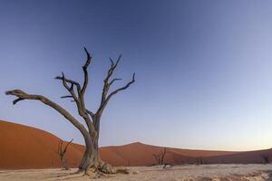 afbeelding van een dood boom in de deadvlei in de namib woestijn in de zacht avond licht zonder mensen foto