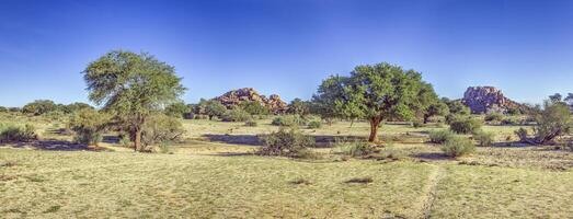 woestijn landschap Bij vis rivier- Ravijn in Namibië met acacia boom en rotsachtig ontsluiting onder Doorzichtig blauw lucht foto