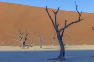 afbeelding van een dood boom in de deadvlei zout pan in de namib woestijn in voorkant van rood zand duinen in de ochtend- licht foto