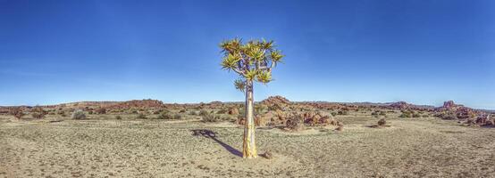 panoramisch visie van een eenzaam Pijlkoker boom in de zuidelijk namibisch woestijn landschap in de buurt vis rivier- Ravijn foto