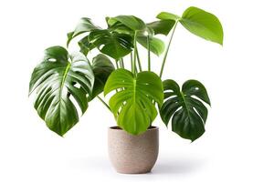 monstera geïsoleerd Aan wit achtergrond.. foto