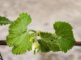 jong bladeren en bloem bloemknoppen Aan een druif Liaan in de lente. selectief focus foto