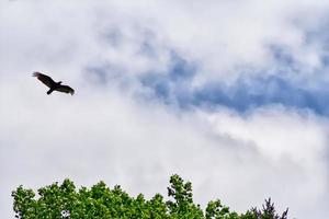 vogel die over bomen vliegt foto