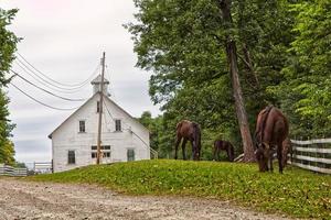 paarden bij een kerk foto