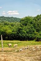 lammeren in veld foto