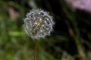 paardebloem zaden sluiten foto