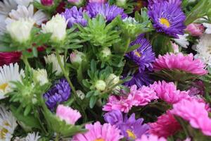 China aster, callistephus chinensis veelkleurig bloemen in een emmer container. foto