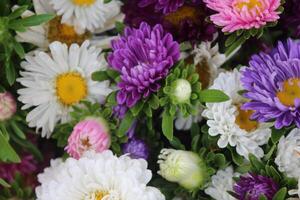 China aster, callistephus chinensis veelkleurig bloemen in een emmer container. foto