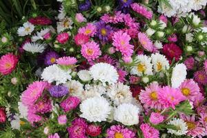 China aster, callistephus chinensis veelkleurig bloemen in een emmer container. foto