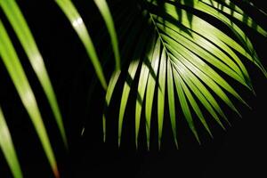 zonlicht en schaduw Aan oppervlakte van groen palm bladeren zijn groeit Aan donker achtergrond foto