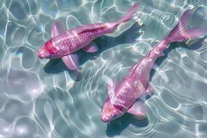 twee roze koi vis, zwemmen in Doorzichtig water foto