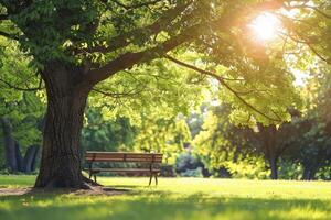 een zonnig park met houten bank onder groot bomen in de achtergrond foto