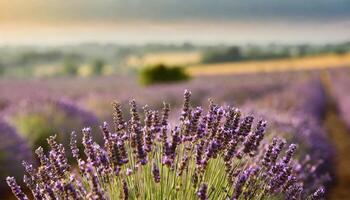 mooi lavendel velden dichtbij omhoog foto