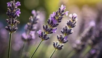 lavendel fabriek bloemen met wazig achtergrond foto