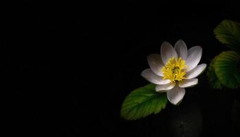 lief wit bloem met bladeren Aan de kant in donker achtergrond foto