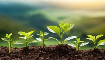 planten groeit van bodem met breed ruimte voor tekst foto