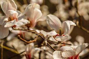 mooi magnolia bloemen met water druppels foto
