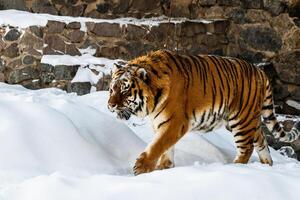 mooi panthera Tigris Aan een besneeuwd weg foto