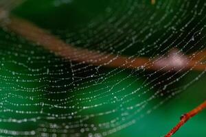 mooi spinneweb in de zon met dauw druppels foto