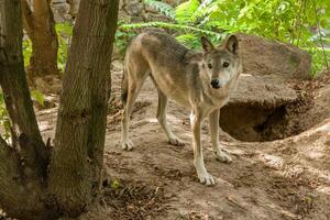 wolf met een detailopname visie foto