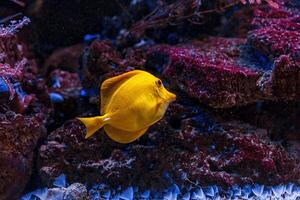 onderwater- schot van vis zebrasoma flavescens foto