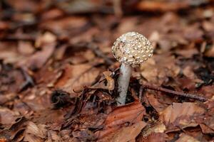 mooi champignons onder geel, oranje Woud bladeren foto