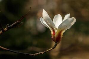 mooi magnolia bloemen met water druppels foto