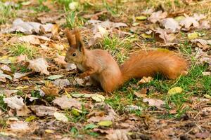 snel eekhoorn in de zoeken voor noten foto