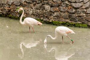 flamingo Aan de meer drinken water foto