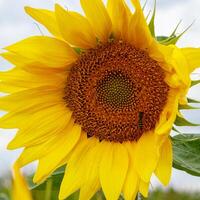 mooi veld- van geel zonnebloemen Aan een achtergrond van blauw lucht met wolken foto