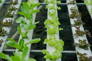 biologisch groente tuinen, hydrocultuur tuinen, groenten en gezond aan het eten. foto