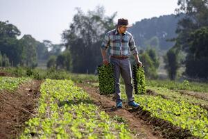Aziatisch boer is draag- dienblad van jong groente salade zaailing naar fabriek in de bodem voor groeit organische stoffen fabriek gedurende voorjaar seizoen en landbouw concept foto