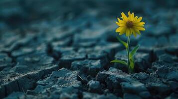 geel bloem. groeit van de gebarsten bodem foto