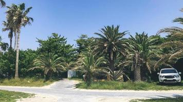 palmentuin op het eiland jeju, zuid-korea foto