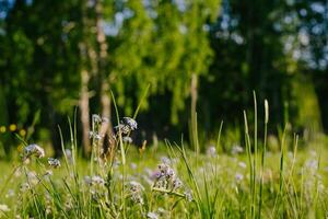 zonovergoten weide met bloemen tegen Woud backdrop foto