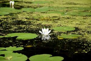 mooi wit lotus bloem en lelie ronde bladeren Aan de water na regen in rivier- foto