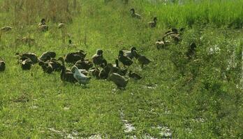 een groep van eenden op zoek voor natuurlijk voedsel in gras gedekt agrarisch land- foto