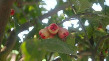 vers rood string samsi water guava nog steeds Aan de boom, klaar naar worden geoogst foto