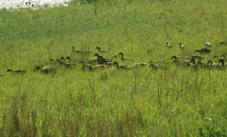 een groep van eenden op zoek voor natuurlijk voedsel in gras gedekt agrarisch land- foto
