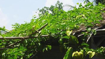 fruit en passie fruit bomen dat zijn nog steeds Aan de boom foto