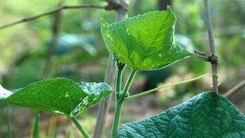 groen komkommer planten dat zijn nog steeds jong en hebben vers groen bladeren foto