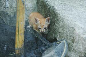 katje spelen met andere kittens foto