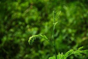 vers groen petai bladeren in een plantage foto