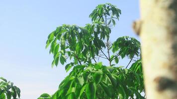deining brasiliansis of oud rubber boom met groen en weelderig bladeren foto